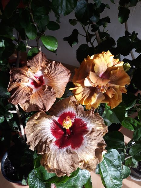  - HIBISCUS