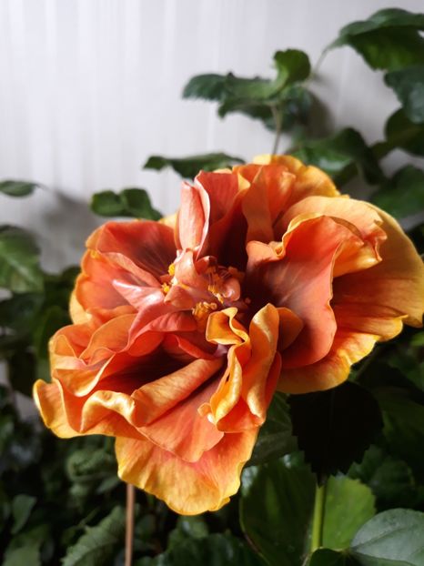  - HIBISCUS
