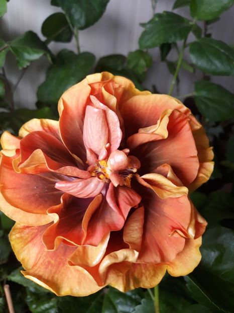  - HIBISCUS