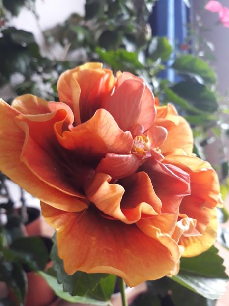  - HIBISCUS