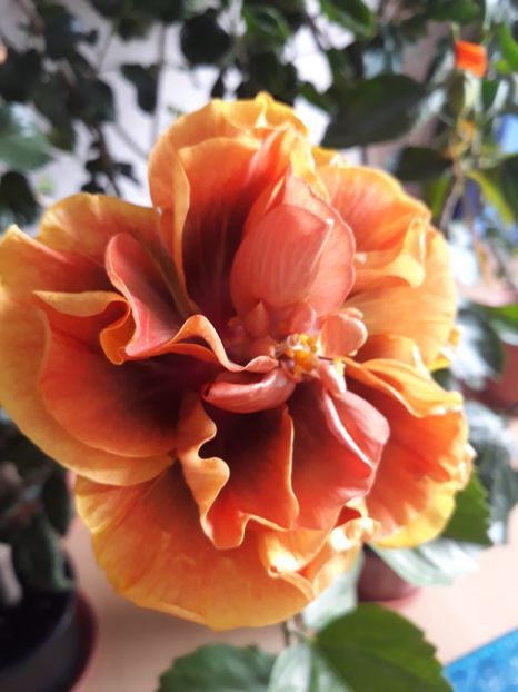  - HIBISCUS