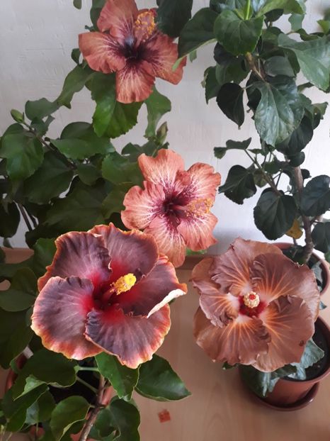 Moorea Juan Lucas, Suntan &RK Martian Dawn - HIBISCUS