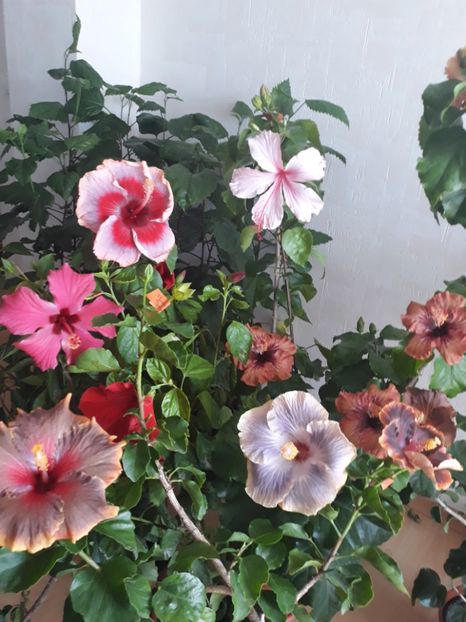  - HIBISCUS