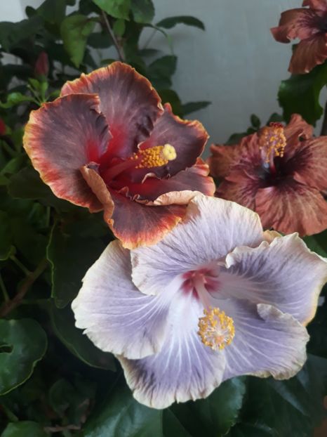  - HIBISCUS