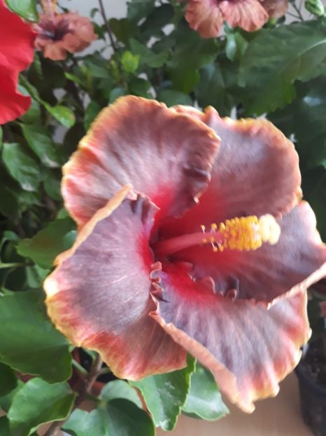  - HIBISCUS