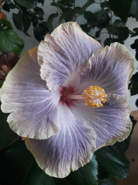 Silver Memories - HIBISCUS