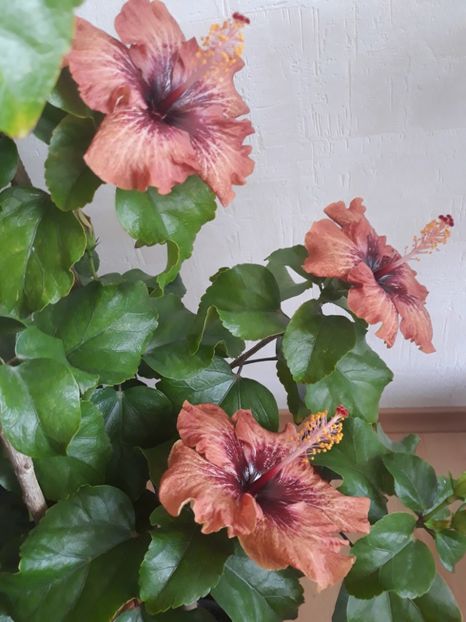 RK Martian Dawn - HIBISCUS