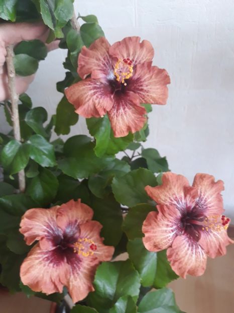  - HIBISCUS