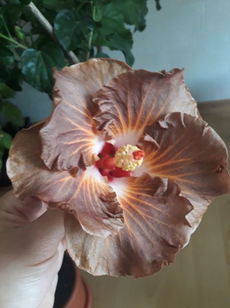 Suntan - HIBISCUS