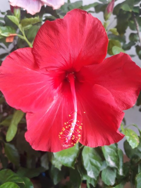 Helene - HIBISCUS