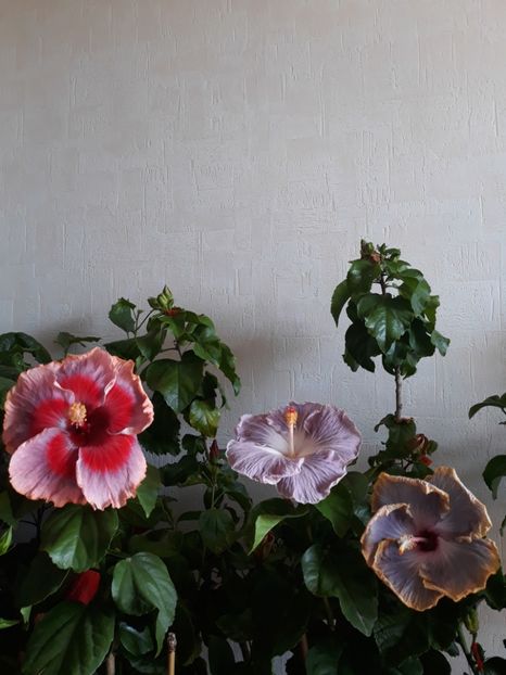  - HIBISCUS