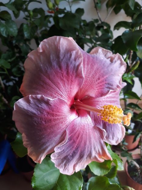 Renaissance Blue - HIBISCUS