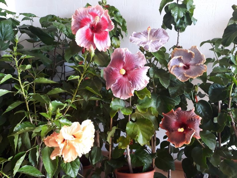  - HIBISCUS
