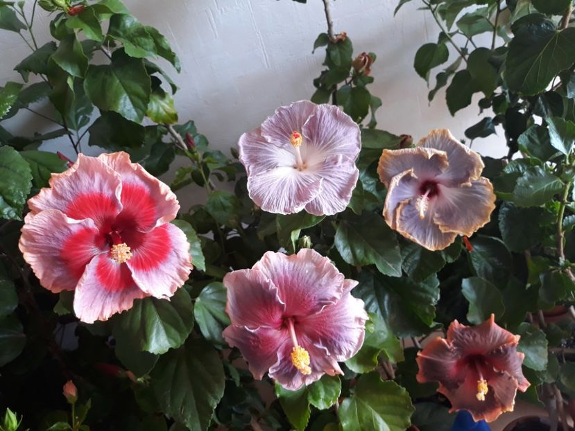  - HIBISCUS