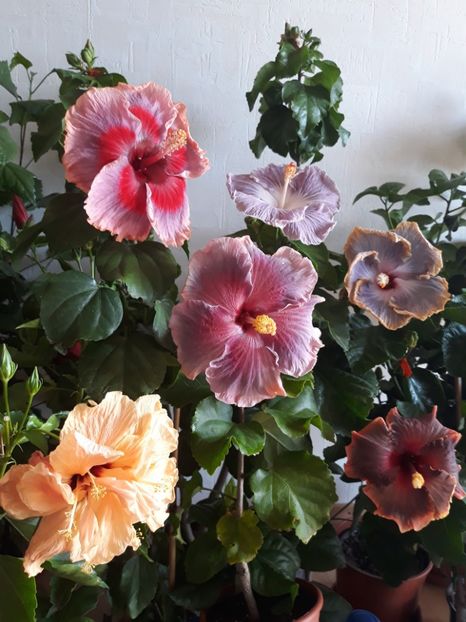  - HIBISCUS