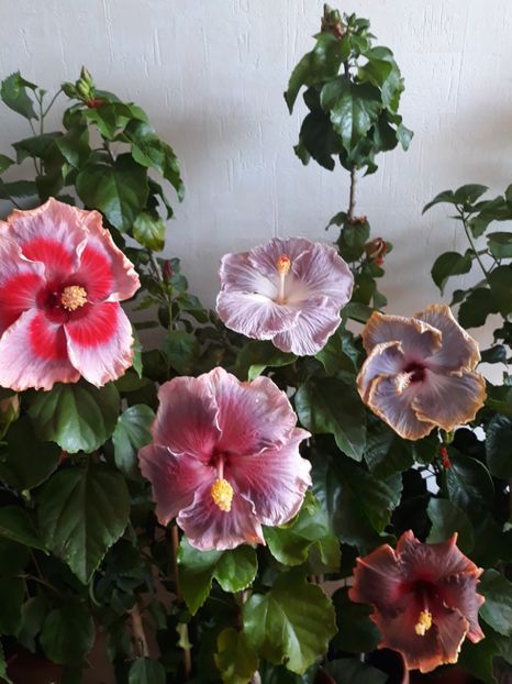  - HIBISCUS