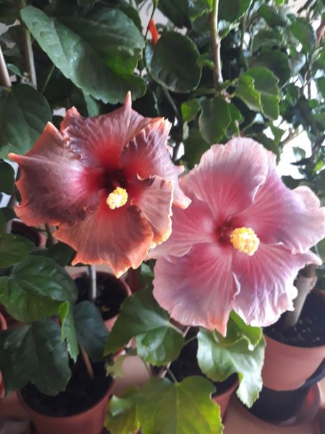 Moorea Juan Lucas &Renaissance Blue - HIBISCUS