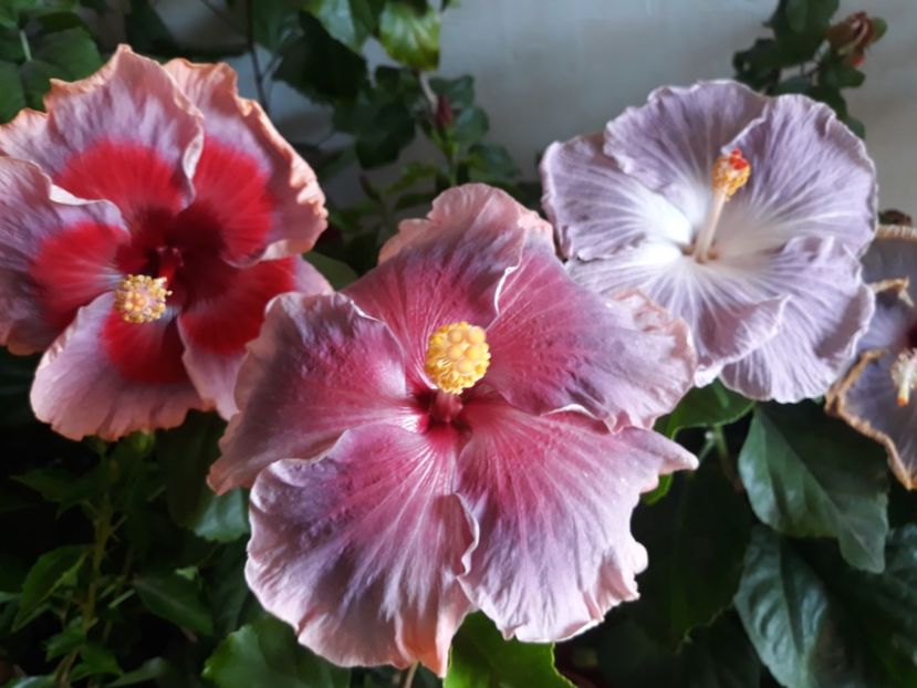 DP s Lucky in Summer, Renaissance Blue &Moorea Mangy Blue - HIBISCUS