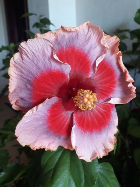  - HIBISCUS