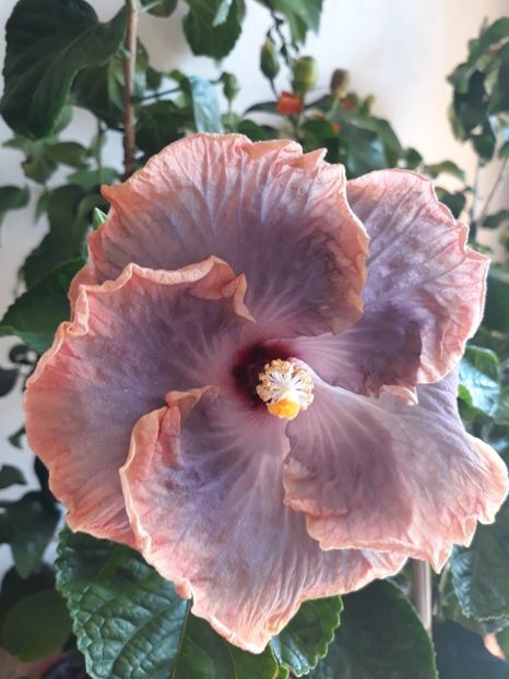  - HIBISCUS