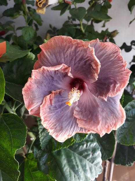  - HIBISCUS