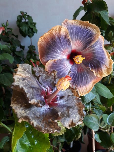 RK Magical Evening & Moorea Crazy Gold ❤❤❤ - HIBISCUS