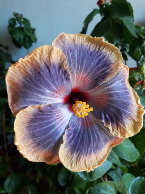RK Magical Evening - HIBISCUS