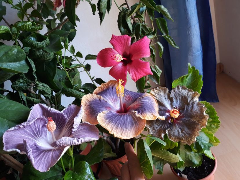  - HIBISCUS