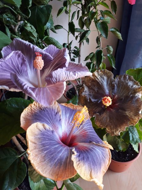 Moorea Mangy Blue, Moorea Crazy Gold &RK Magical Evening ❤ - HIBISCUS