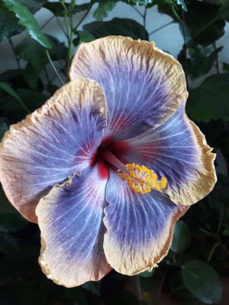 RK Magical Evening - HIBISCUS