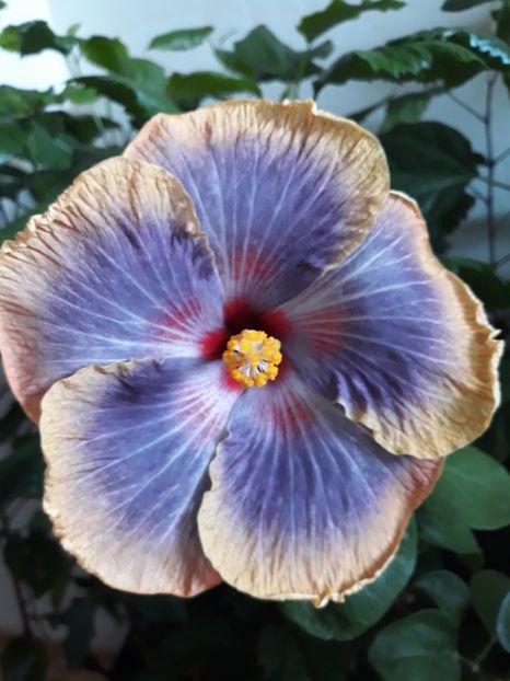  - HIBISCUS