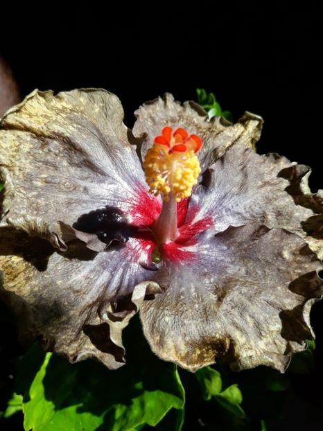 Moorea Crazy Gold - HIBISCUS