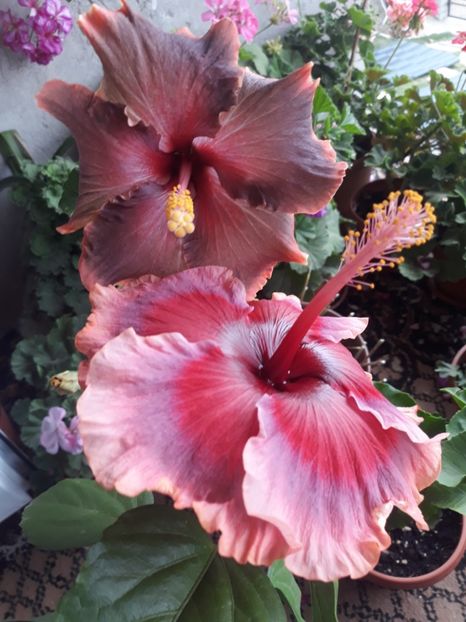  - HIBISCUS