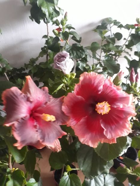  - HIBISCUS
