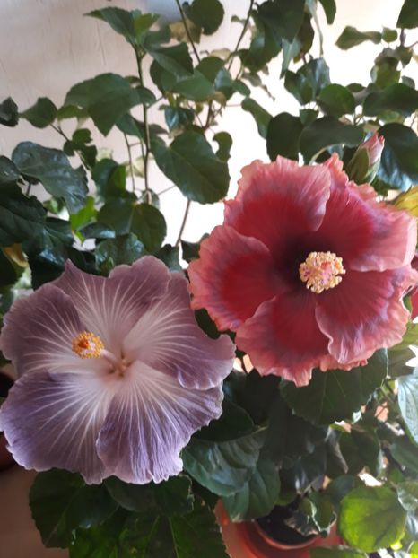 Moorea Mangy Blue & DP s Lucky in Summer - HIBISCUS