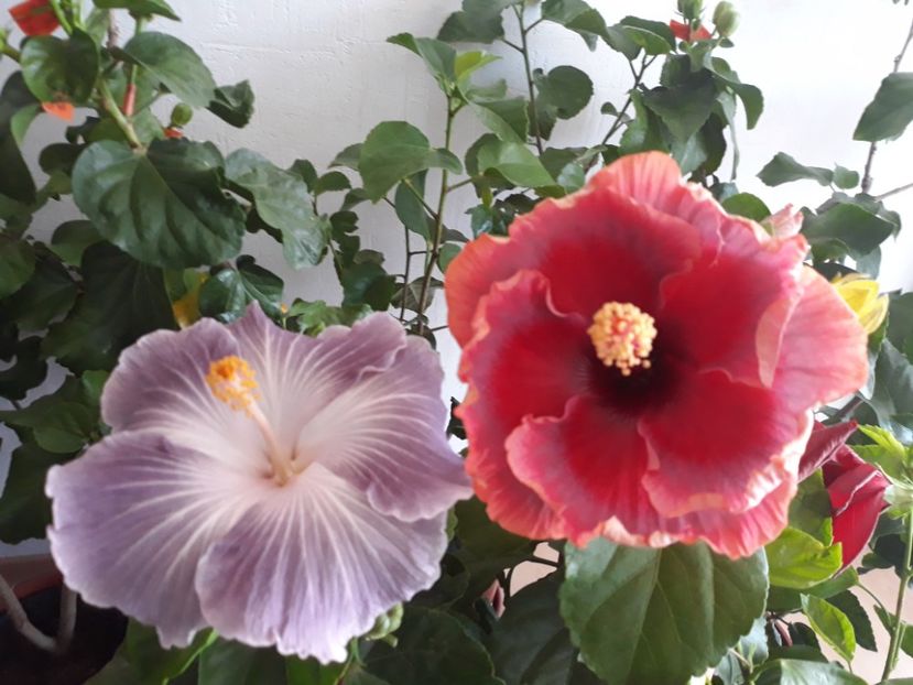  - HIBISCUS
