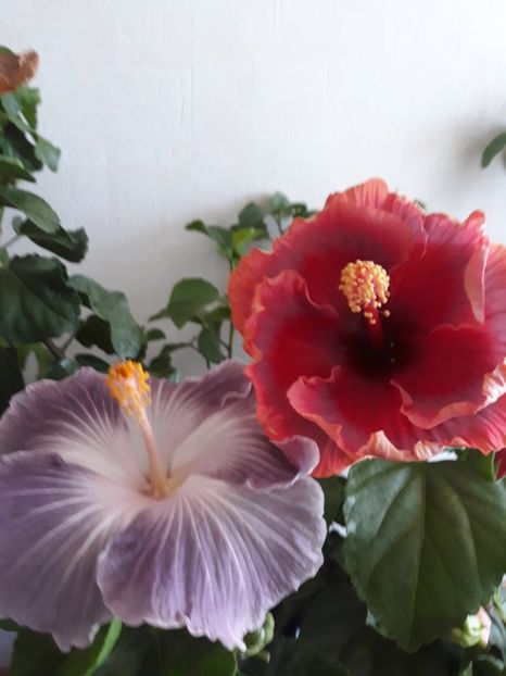  - HIBISCUS