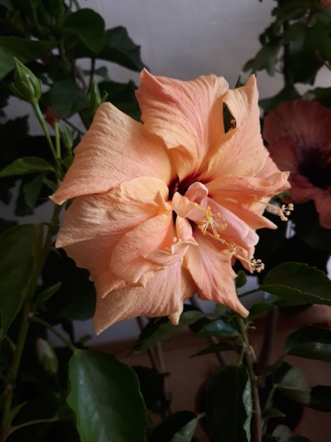 Classic apricot - HIBISCUS