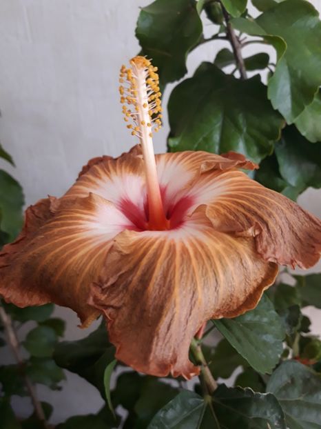 Suntan - HIBISCUS