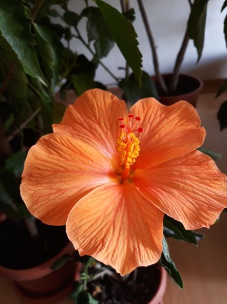 Torino - HIBISCUS