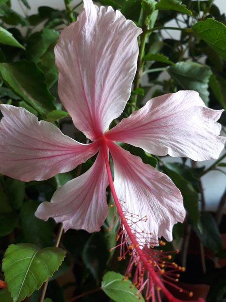 Albo lacinatus - HIBISCUS