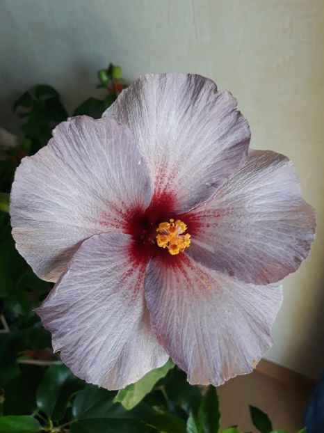 Silver Diamond - HIBISCUS