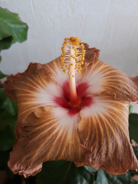 Suntan - HIBISCUS