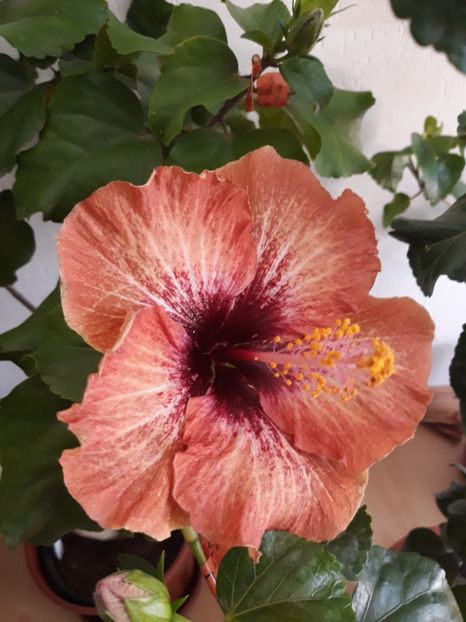 RK Martian Dawn - HIBISCUS