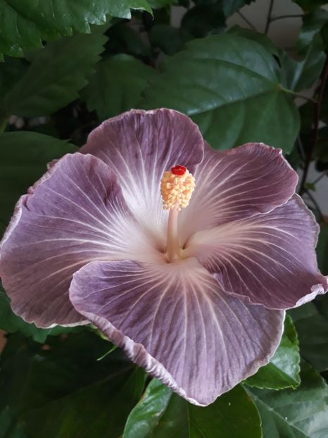 Moorea Mangy Blue - HIBISCUS