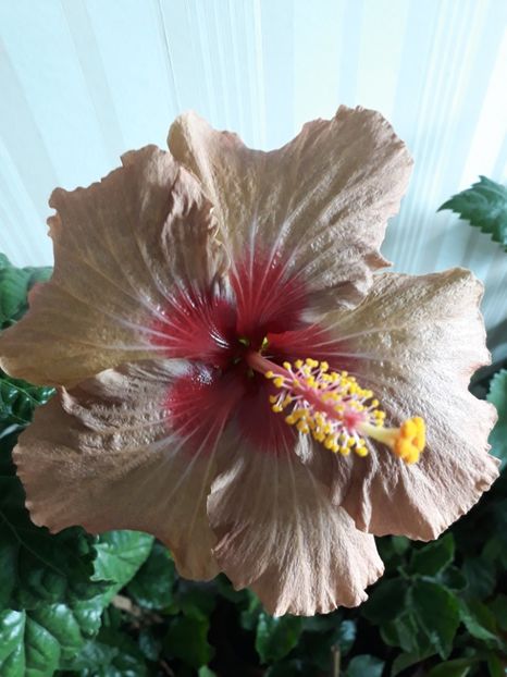 RMMA Blog Avenue × Moorea Hot Charly - HIBISCUS