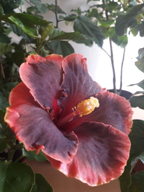 Moorea Juan Lucas - HIBISCUS
