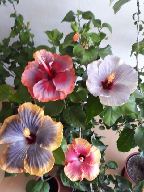 DP s Lucky in Summer , Silver Diamond, RK Magical Evening & First Impression - HIBISCUS