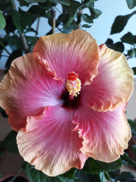 First Impression - HIBISCUS