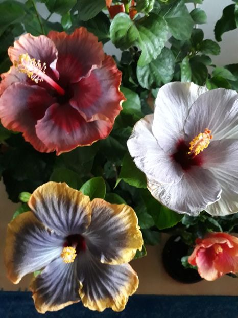  - HIBISCUS